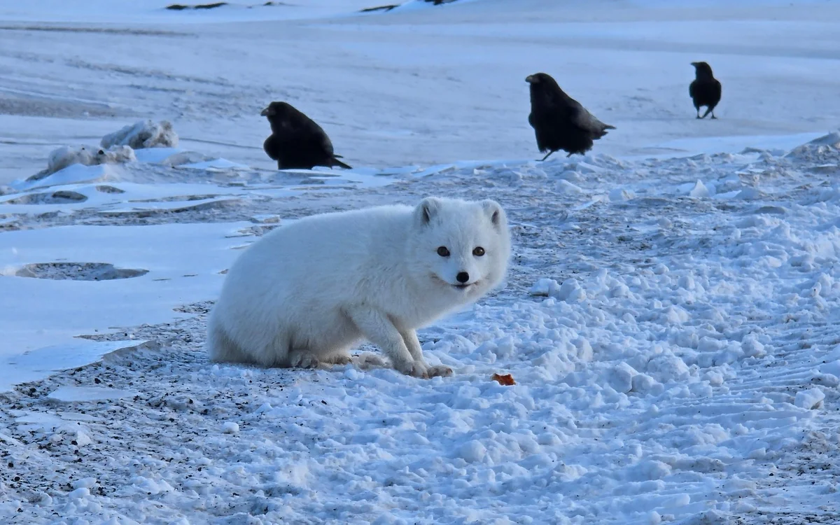 An arctic fox standing on snow-covered ground
