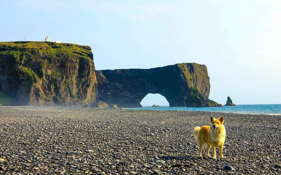The Dyrholaey arch standing in the surf at the end of a black sand beach near Vik